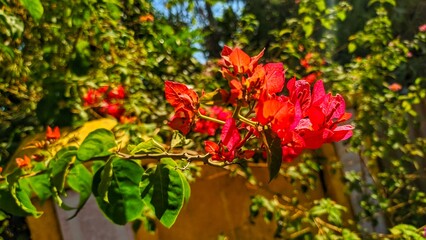 red and yellow flowers