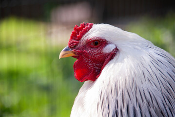 Portrait von einem Brahma Huhn