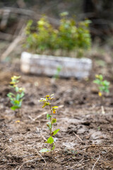 Planting a forest, artificial forest regeneration. Beech seedlings with a covered root system.