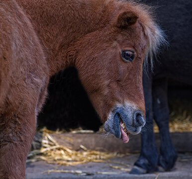 Pferd streckt Zunge raus