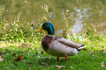 Naklejka na ściany i meble A close up of a male mallard duck, with a shallow depth of field