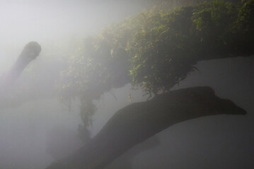 濃霧が立ち込む森の中のイメージ