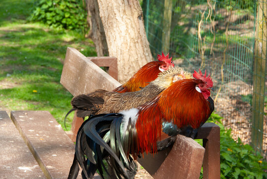 Sitzende Hühner auf einer Bank