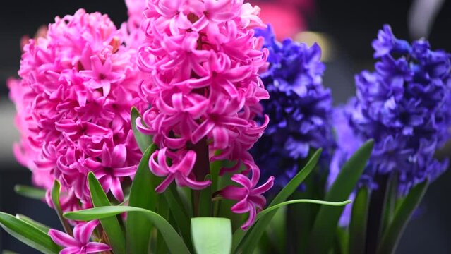 Hyacinth purple, pink and blue flowers bunch in a pot rotating background, close up. Beautiful scented spring blooming jacinth flower. Easter bouquet. Flower design 