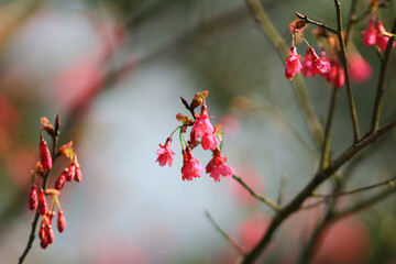 a pink blossom sukura flowers on a spring day
