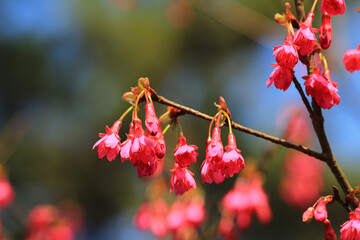 a pink blossom sukura flowers on a spring day