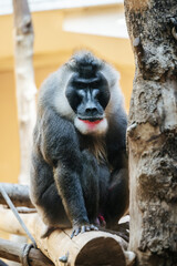 Male baboon at the Munich Zoo