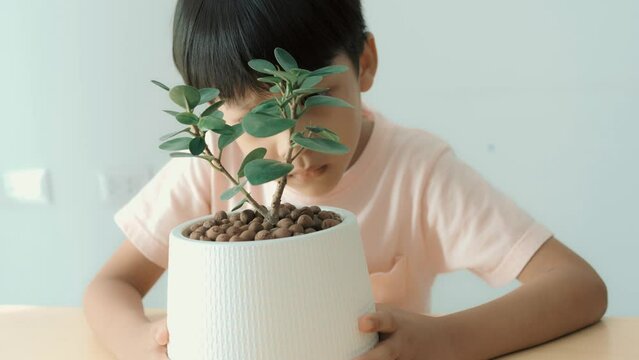 Adorable Asian boy sitting looking at a white pot with miniature plants planted in it. Air purifying plants that can be planted indoors, Banyan Tree, Ficus annulata, Moraceae, interior decoration.