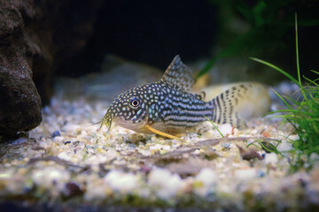 Sterbai cory in natural planted tank