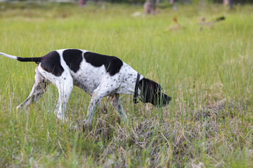 Dog english pointer 