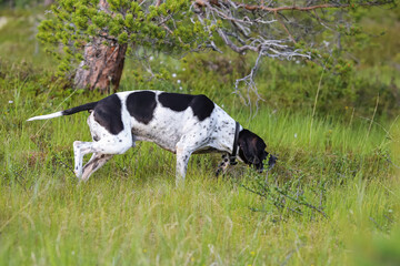 Dog english pointer 