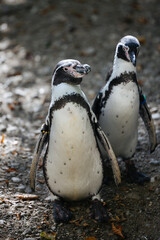 Naklejka premium Humboldt penguin at the Munich Zoo