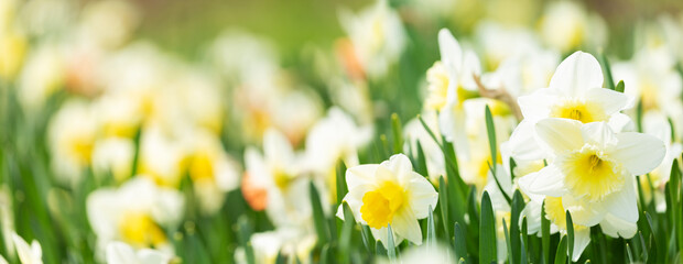 Daffodil flowers in a garden - obrazy, fototapety, plakaty