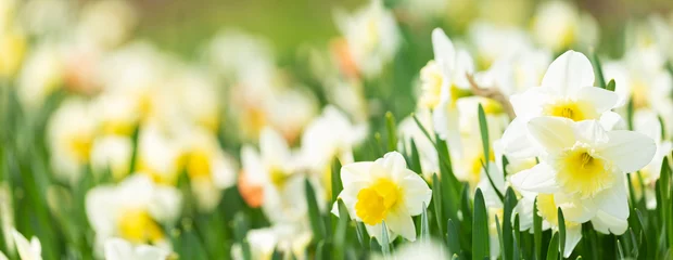 Tuinposter Daffodil flowers in a garden © Nitr