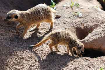 Obraz premium Meerkat family at the Munich Zoo