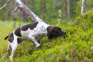 Dog english pointer 