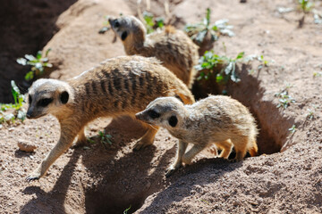 Meerkat family at the Munich Zoo