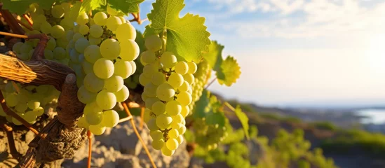 Foto auf Acrylglas Assyrtiko native grape on Santorini Island Greece With copyspace for text © 2rogan