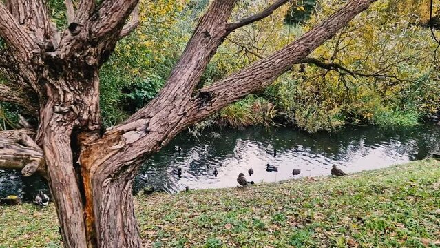 Ducks swim in the pond in autumn. I don t take care of an old tree with a cracked trunk. Yellow leaves on green grass during the day.
