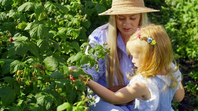 Mother and daughter are picking fresh raspberries in the garden. The girl makes an effort to pick berries. High quality 4k footage