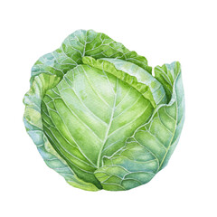 Fototapeta premium Watercolor cabbage isolated on white background.