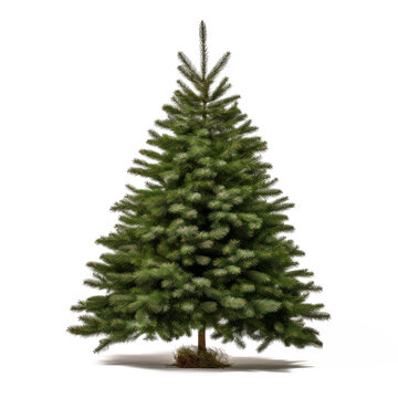 Undecorated Christmas tree isolated in transparent white background