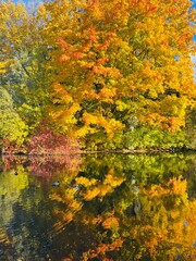 Autumn trees reflection on the pond surface, natural colors of autumn trees