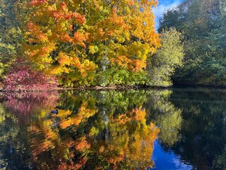 Autumn trees reflection on the pond surface, natural colors of autumn trees