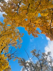 Autumn trees with yellow leaves in the blue sky background