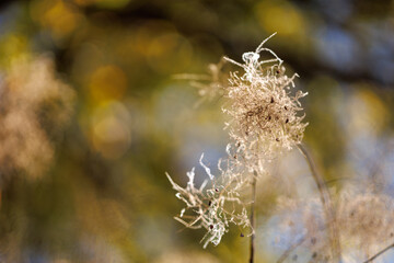 Macro shot of a fluffy plant in the background of the park. Plants and leaves in a fall park.