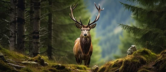 Papier Peint photo Cerf Elusive red deer stag in Carpathian mountains hard to capture on camera With copyspace for text