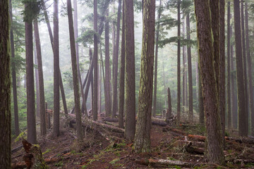 Fototapeta premium Fog in the forest