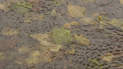 Autumn heavy rain drops falling into puddles on asphalt. Bright yellow-orange fallen tree leaves in water