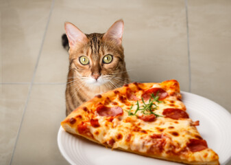A Bengal cat looks at a plate with a piece of pizza.
