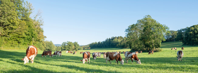 red and white spotted cows in green grassy jura landscape - 662771883