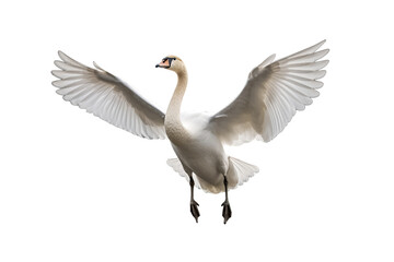 swan isolated on transparent background. Generative Ai