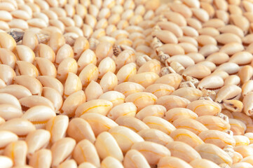 Background and texture of small identical seashells with a spiral design. Front view.