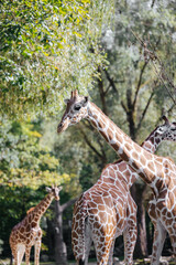 Giraffe at the Munich Zoo