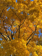 Autumn trees with yellow leaves in the blue sky background