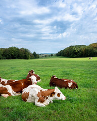 Fototapeta na wymiar red and white spotted cows in green grassy jura landscape