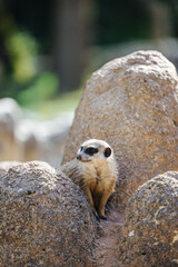 Meerkat at the Munich Zoo