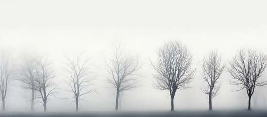 December fog surrounds tree outlines With copyspace for text
