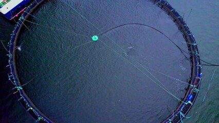 Aerial view of fish farm pens containing Salmon feeding in loch in Scotland