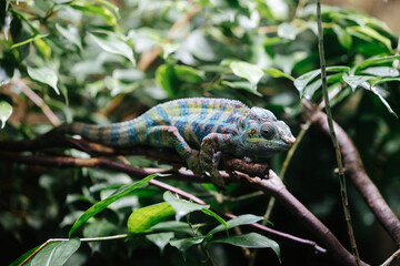 Chameleon at the Munich Zoo