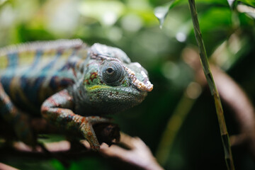 Chameleon at the Munich Zoo