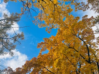 Autumn trees with yellow leaves in the blue sky background