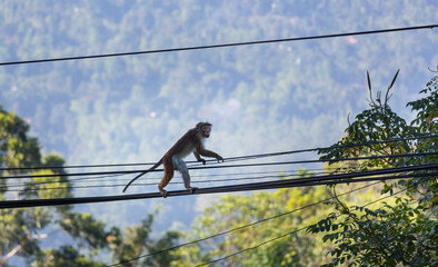 Monkey on Sri Lanka