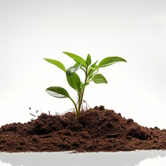 A close-up of a plant seedling, symbolizing growth and renewal, isolated on a white background.