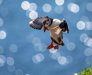 Puffin landing on the clifftop, Skomer Island, Wales