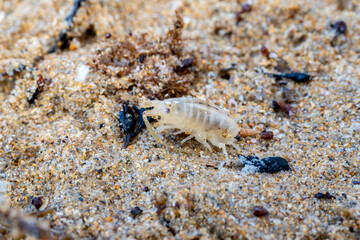 macro close up of a sea flea or sand hopper (Talitrus saltator) on the sea sand with blurred background